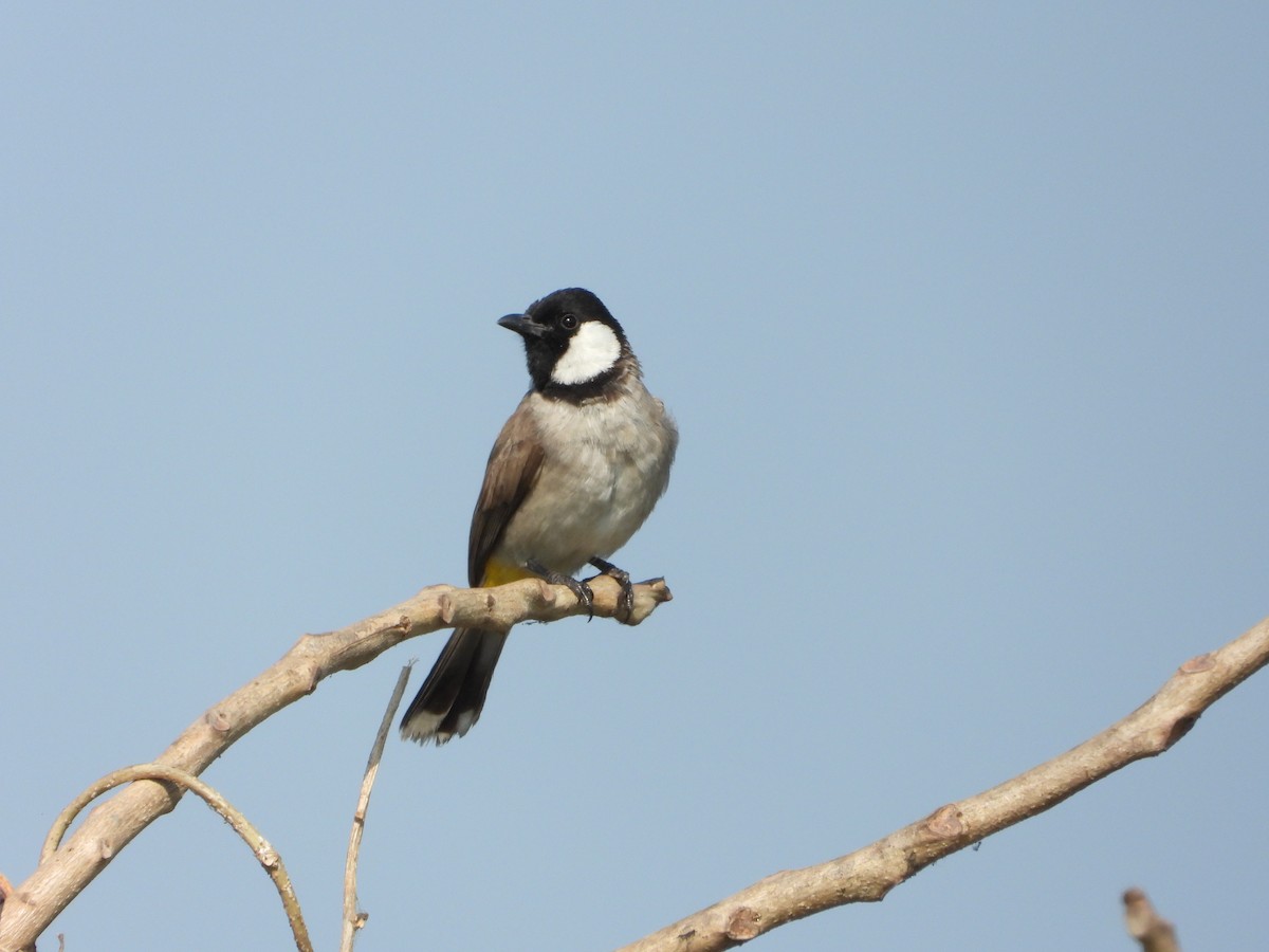 Bulbul Orejiblanco - ML646892657