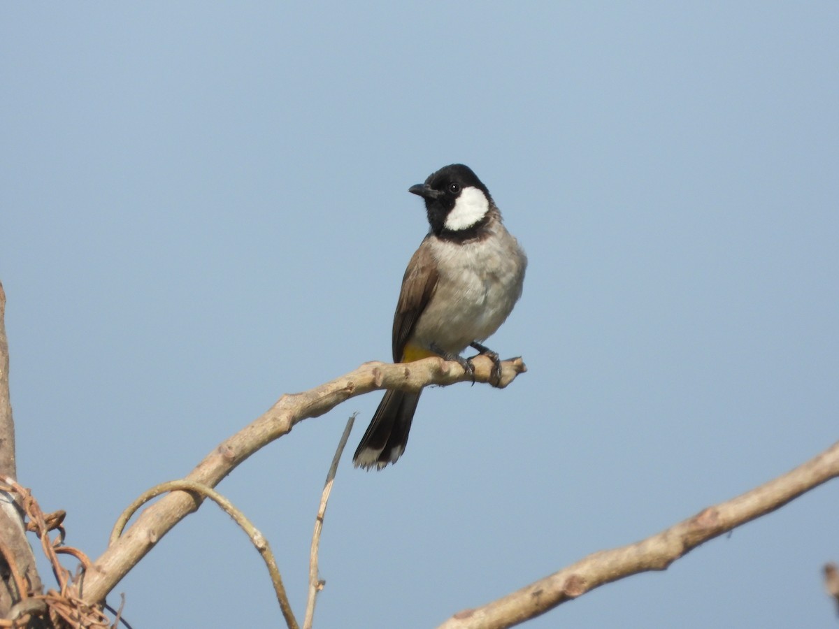 Bulbul Orejiblanco - ML646892658