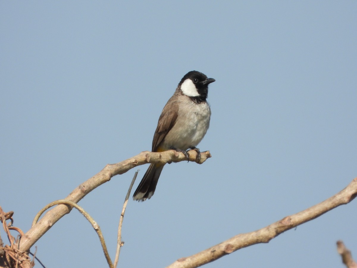 Bulbul Orejiblanco - ML646892659