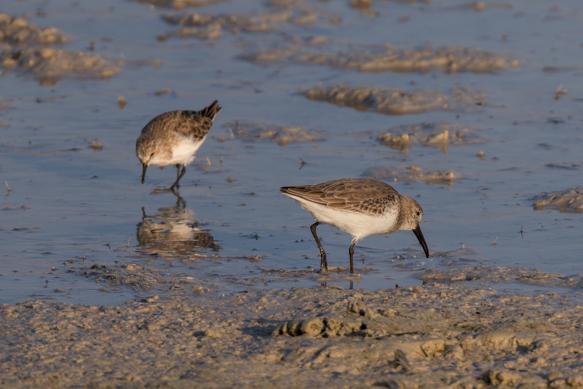 חופית אלפינית - ML646892666