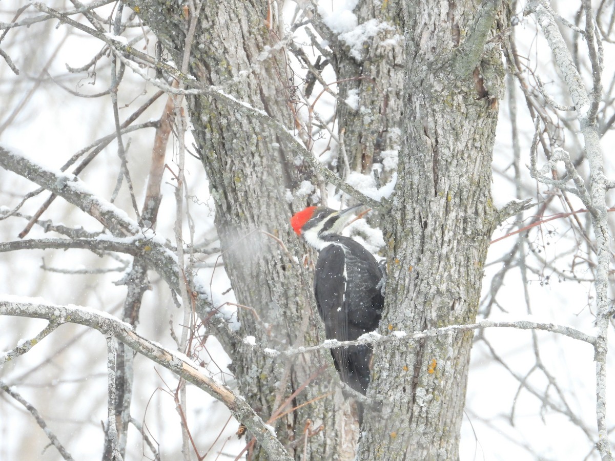 Жовна північна - ML646892670