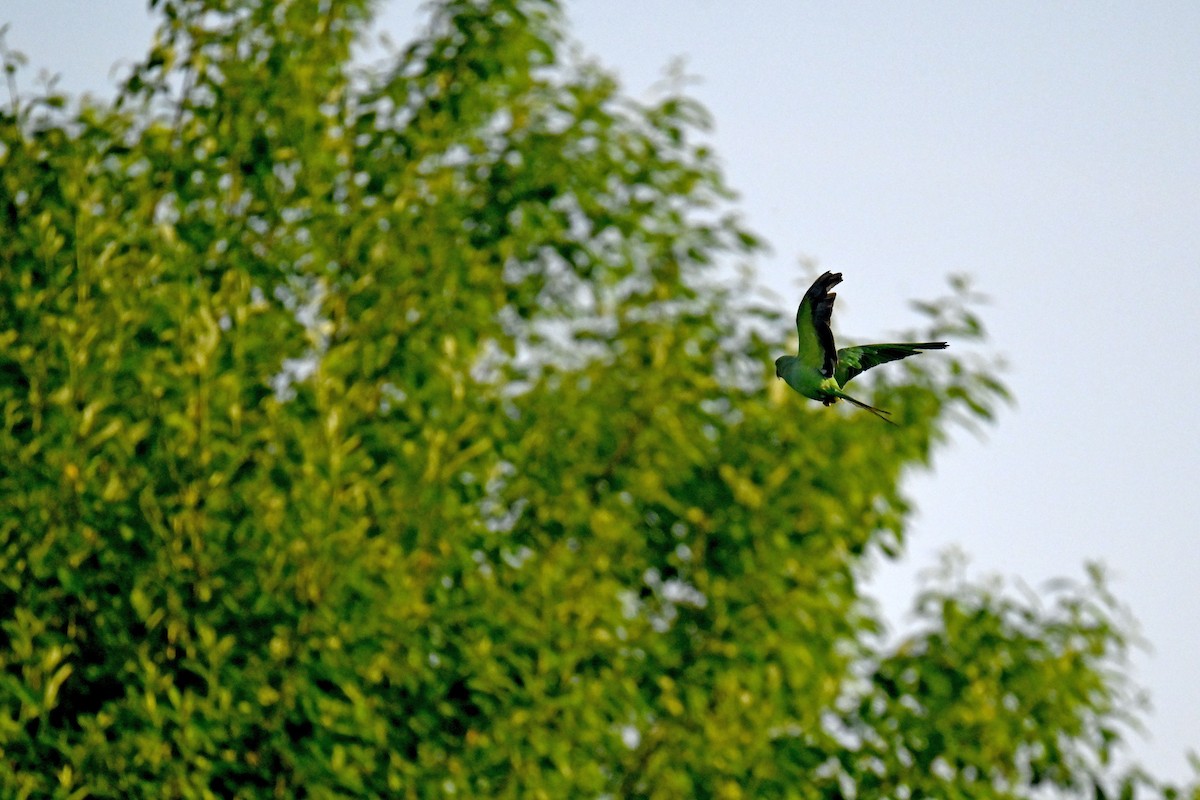 Rose-ringed Parakeet - ML646892672