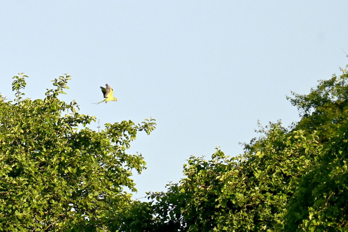 Rose-ringed Parakeet - ML646892674