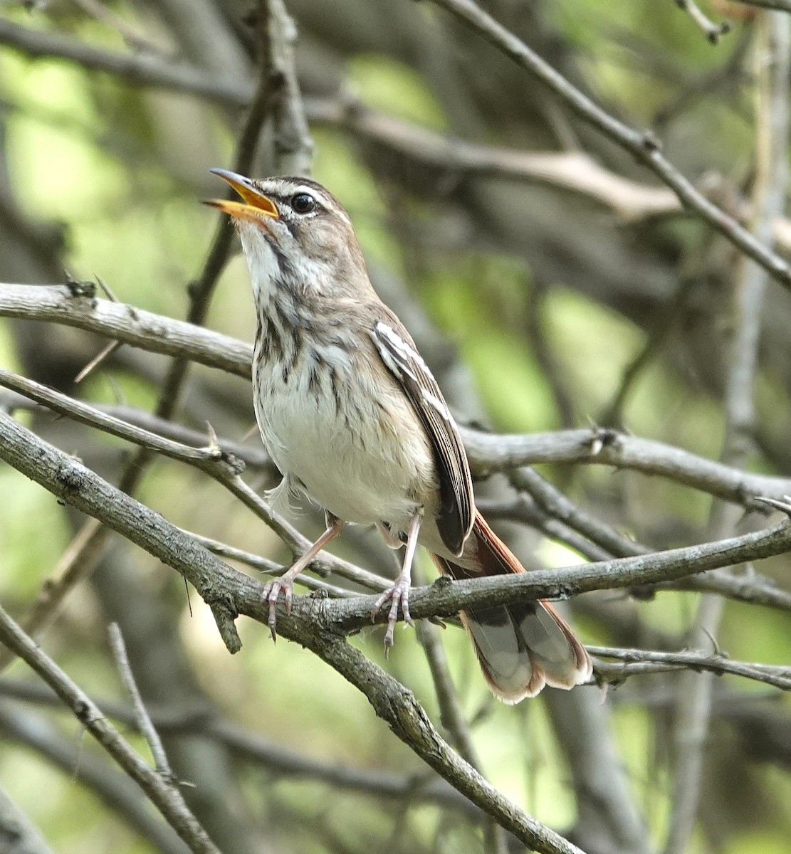 White-browed Scrub-Robin - ML646892677