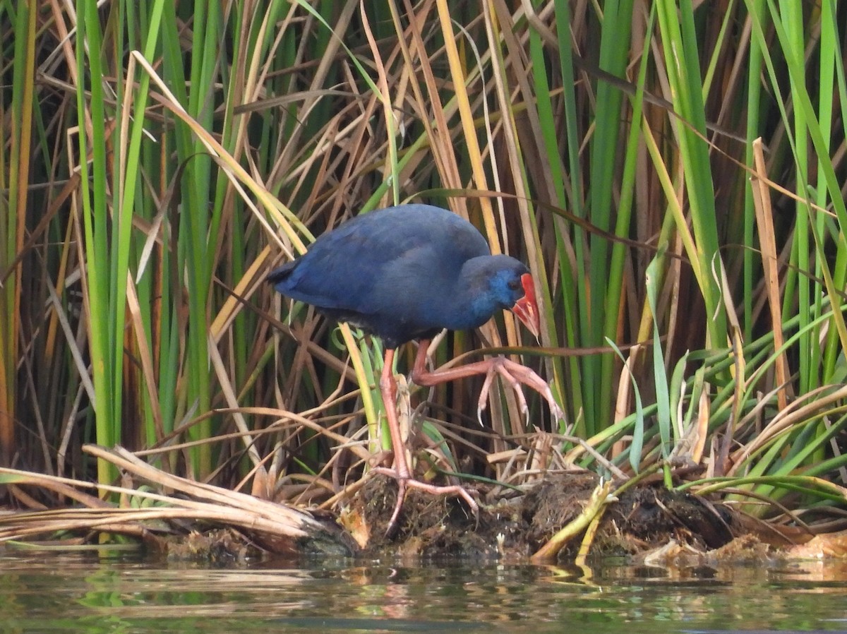 Mor Sazhorozu - ML646892681