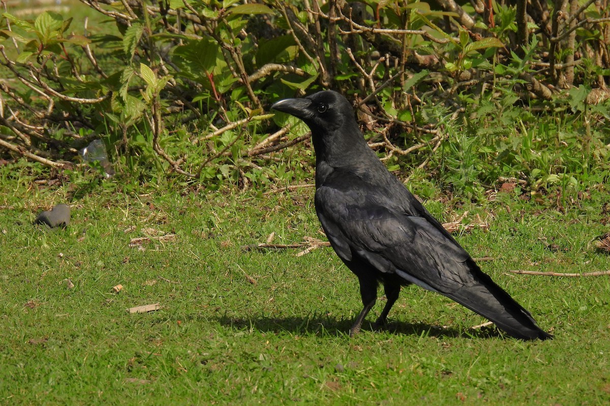 Large-billed Crow - ML646892682
