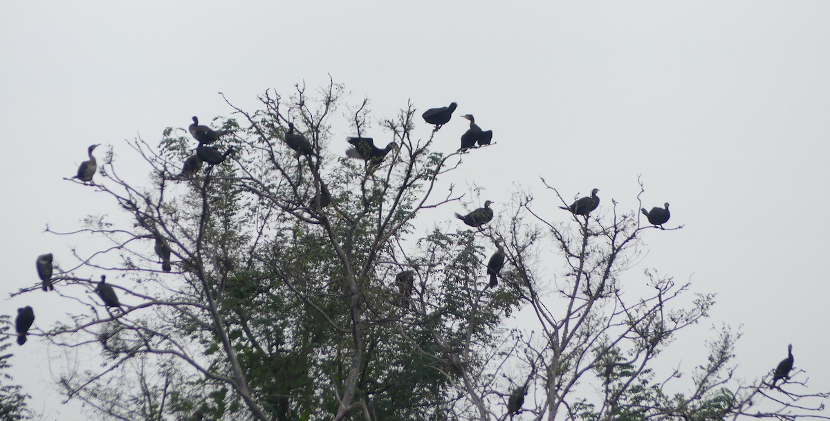 kormorán velký - ML646892683