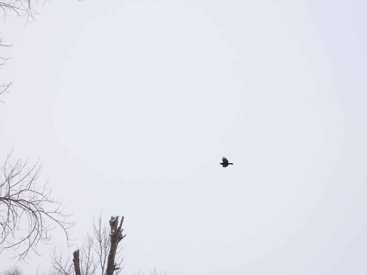 Common Raven - ML646892685