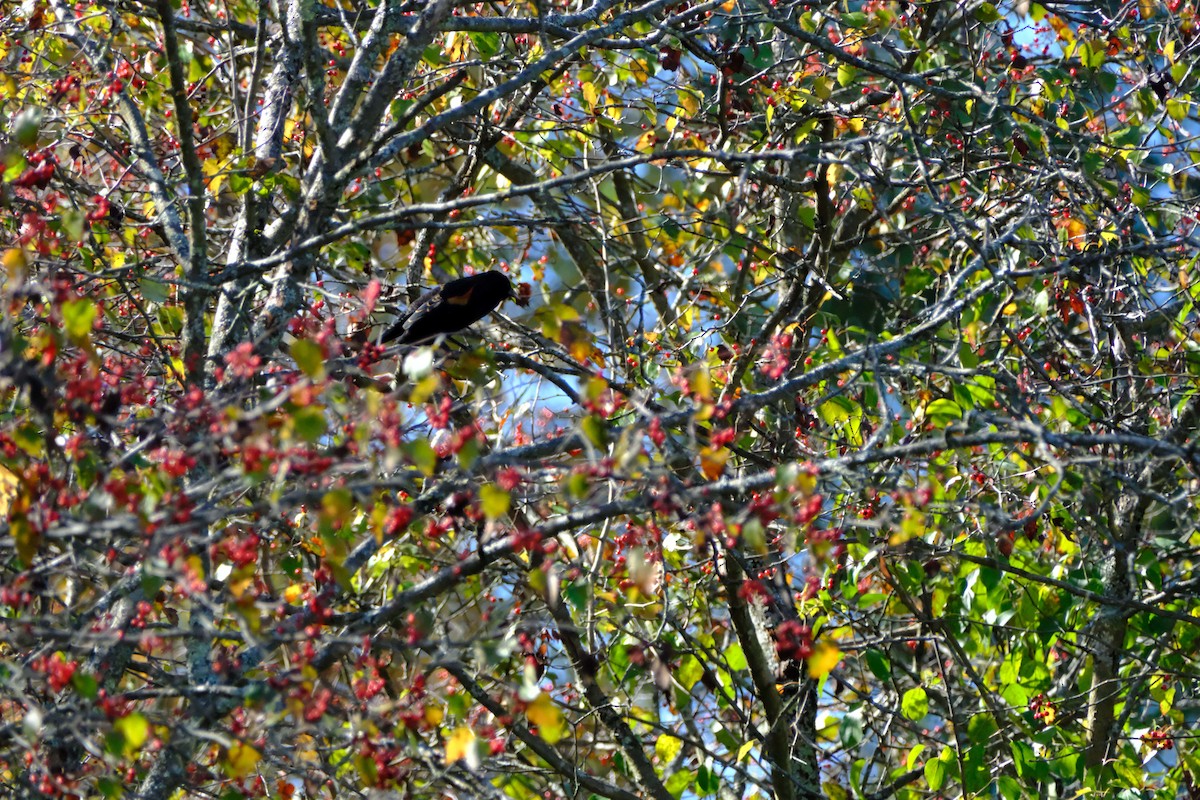 Red-winged Blackbird - ML646892689