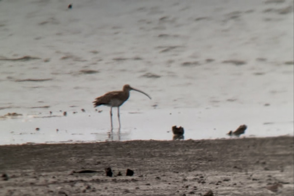 Kurlinta siberiarra - ML646892691