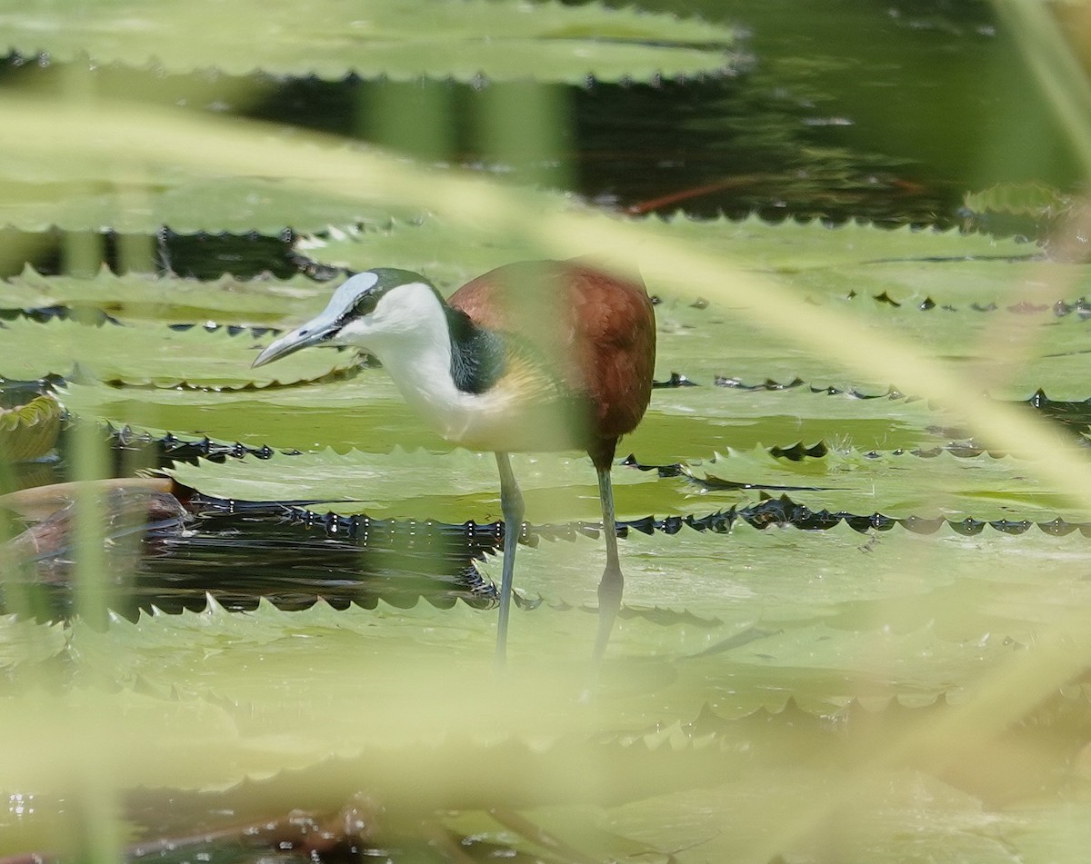 ז'קנה אפריקנית - ML646892693