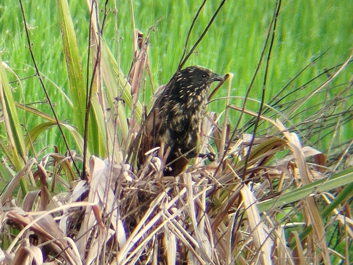 Коукал малий - ML646892695