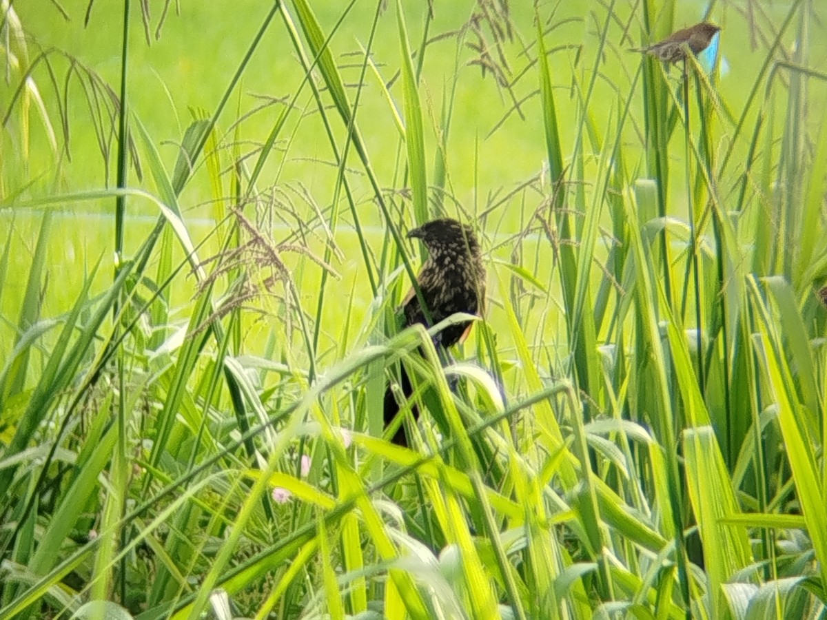 Коукал малий - ML646892696