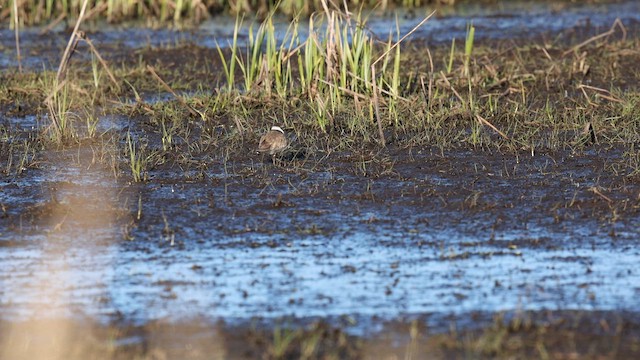 Пісочник великий - ML646892698