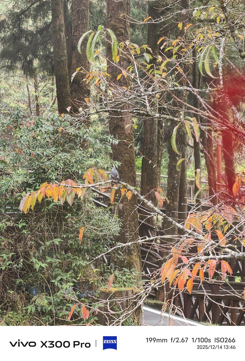 鉛色水鶇 - ML646892702