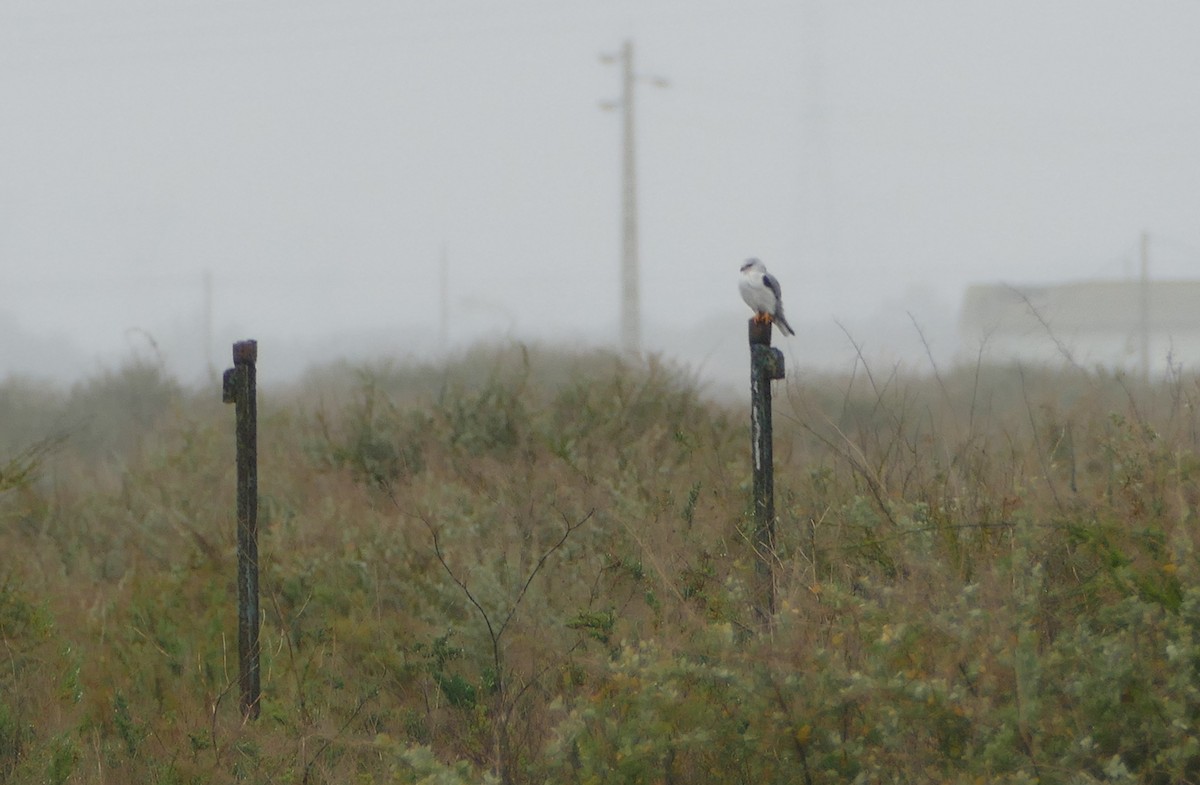 カタグロトビ - ML646892704
