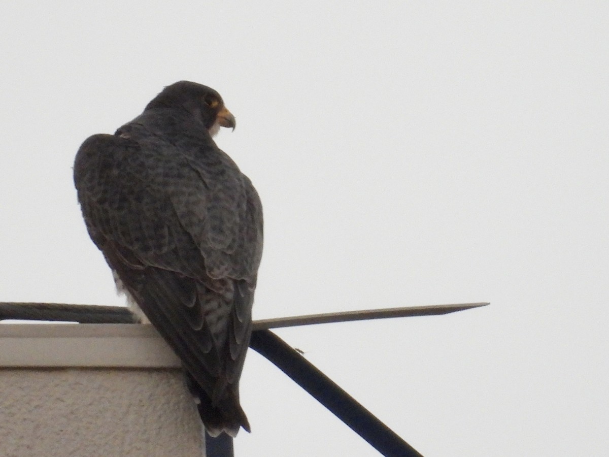 Peregrine Falcon - ML646892705