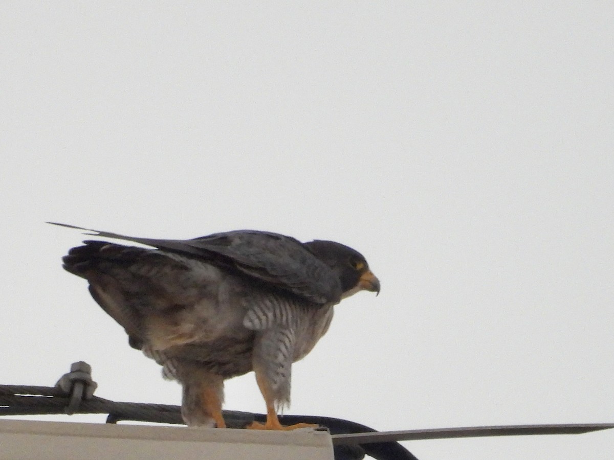 Peregrine Falcon - ML646892706