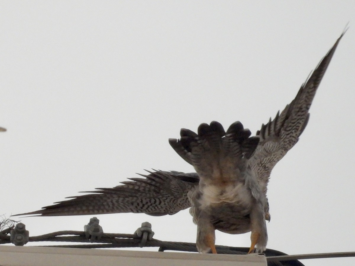 Peregrine Falcon - ML646892707