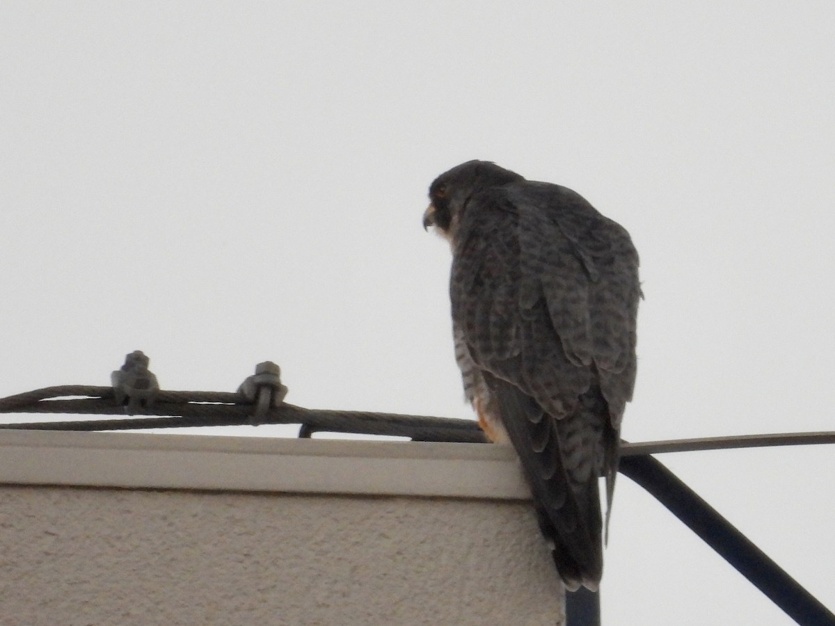 Peregrine Falcon - ML646892708