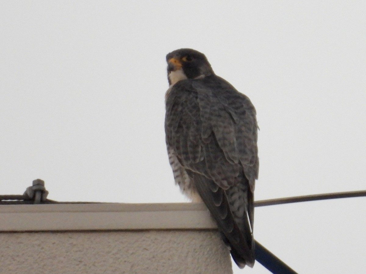 Peregrine Falcon - ML646892709