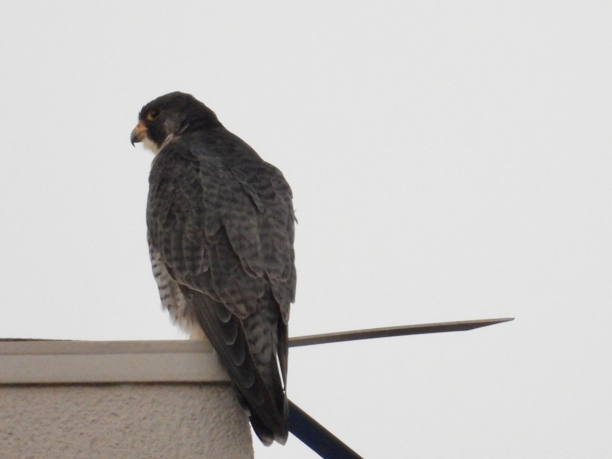 Peregrine Falcon - ML646892710