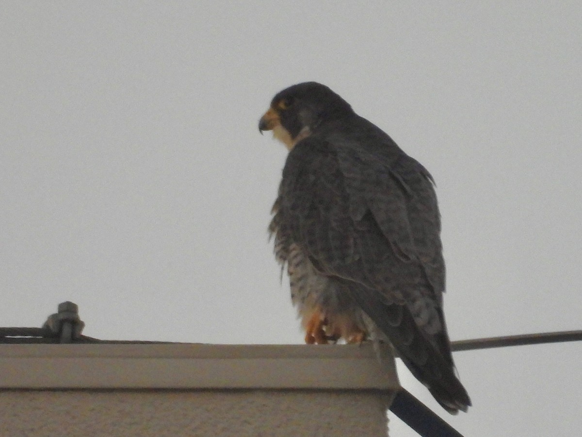 Peregrine Falcon - ML646892711