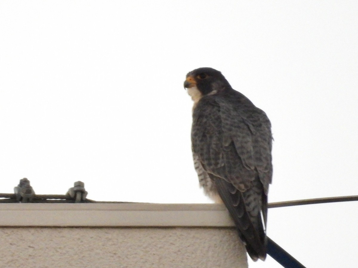Peregrine Falcon - ML646892712