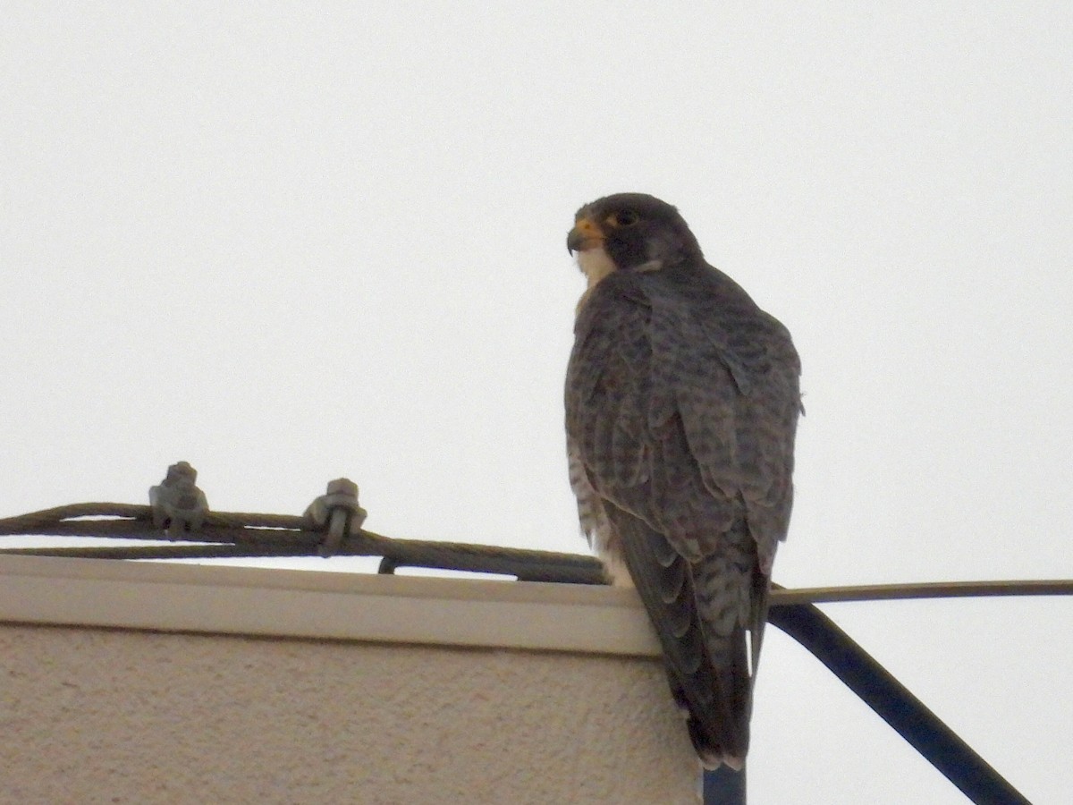 Сапсан - ML646892713