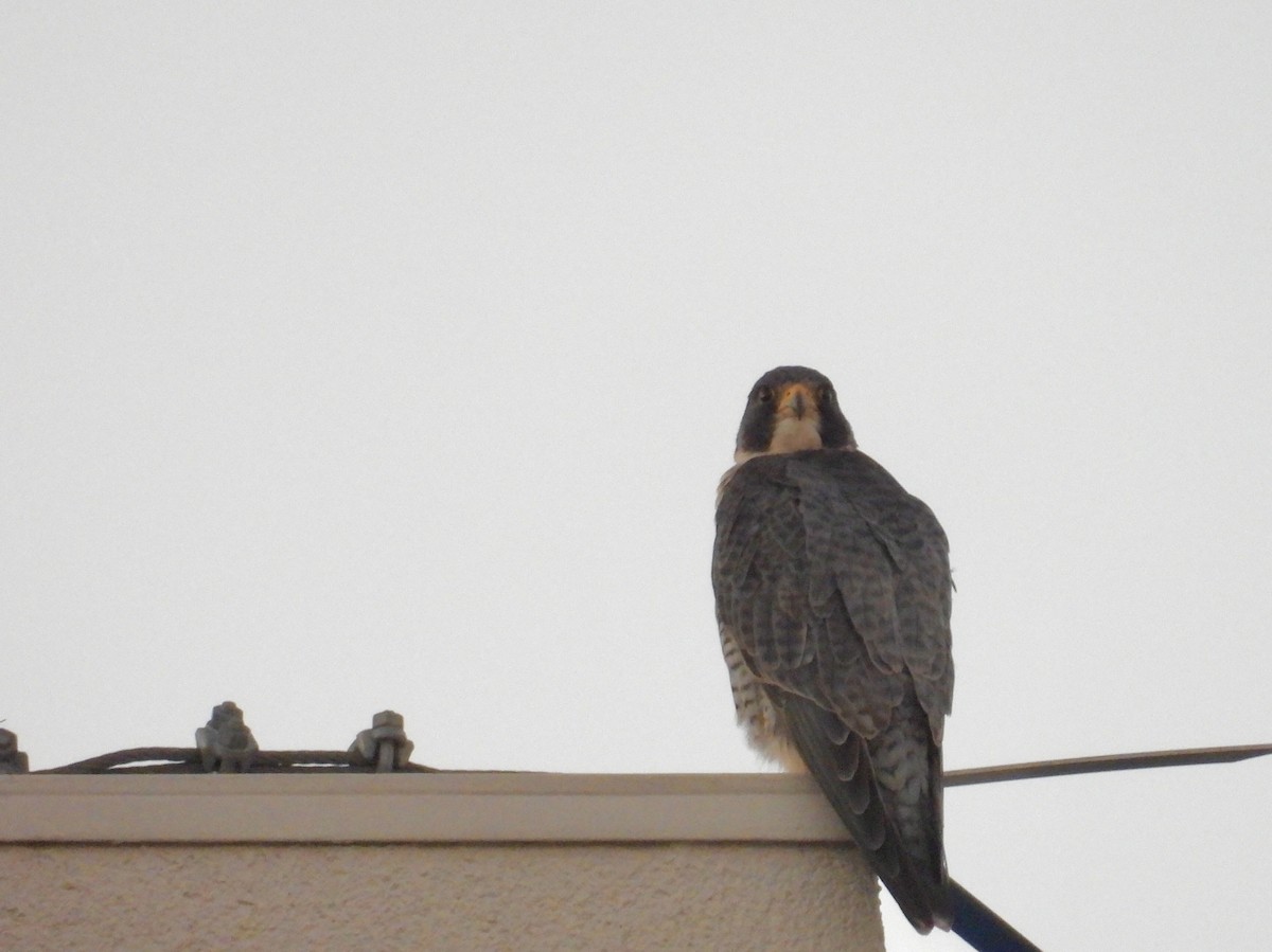 Peregrine Falcon - ML646892714