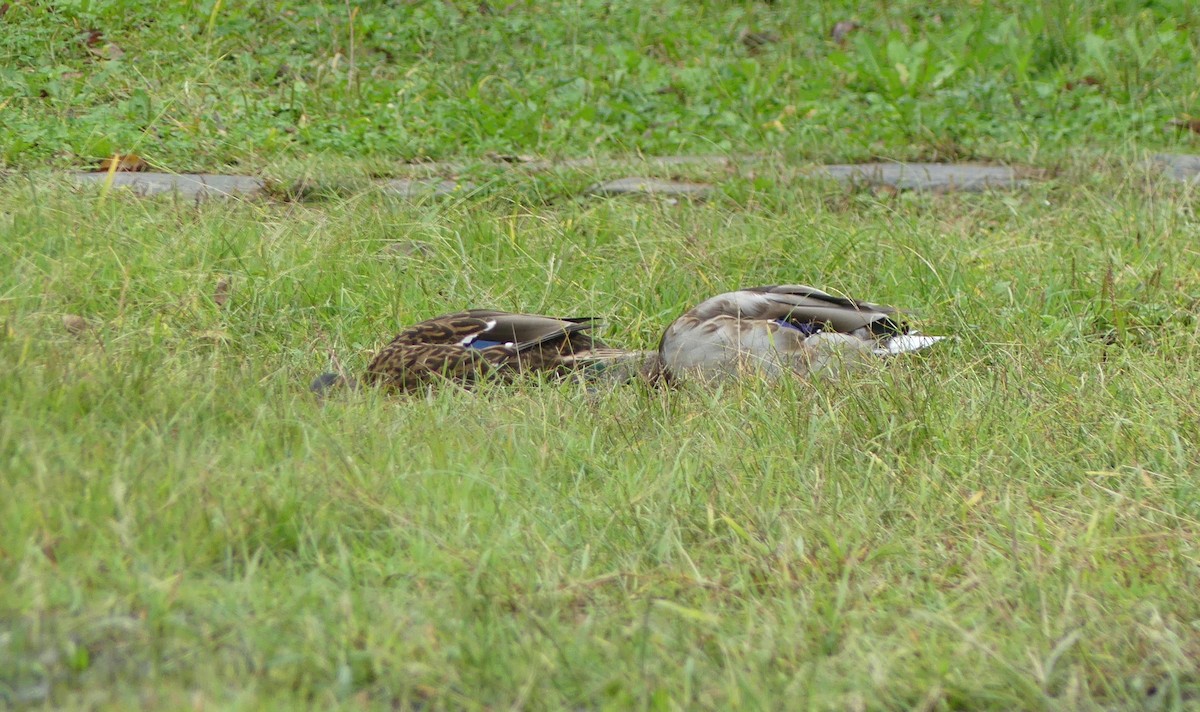 Кряква - ML646892717