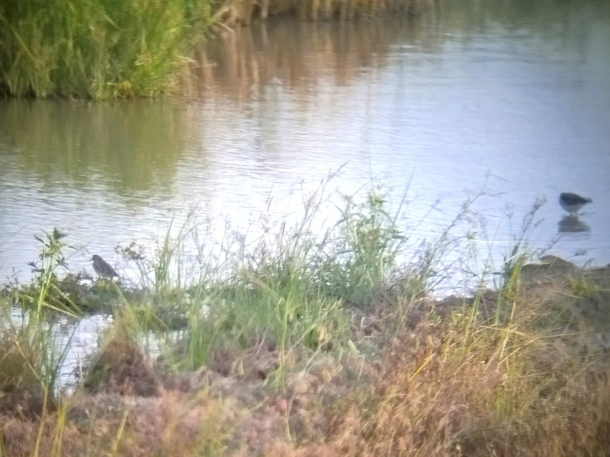 Белохвостый песочник - ML646892719