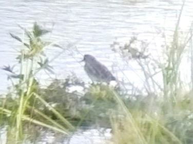 Белохвостый песочник - ML646892720