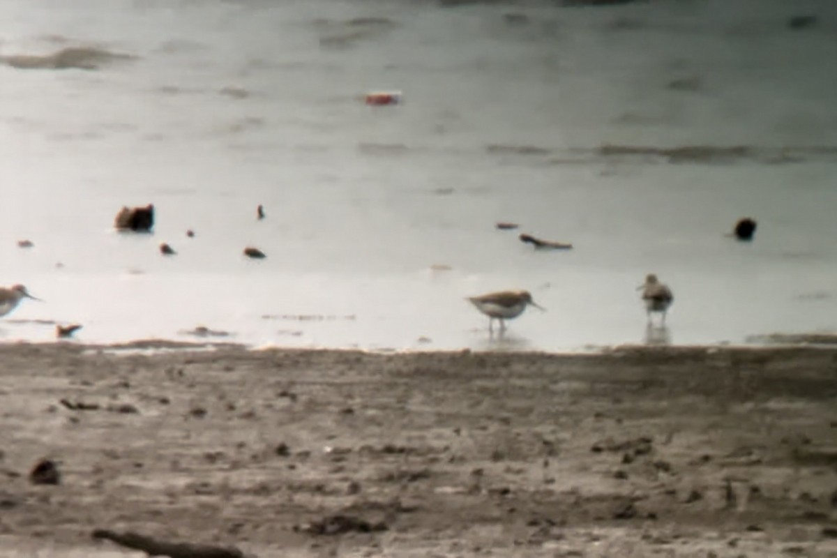 Мородунка - ML646892721