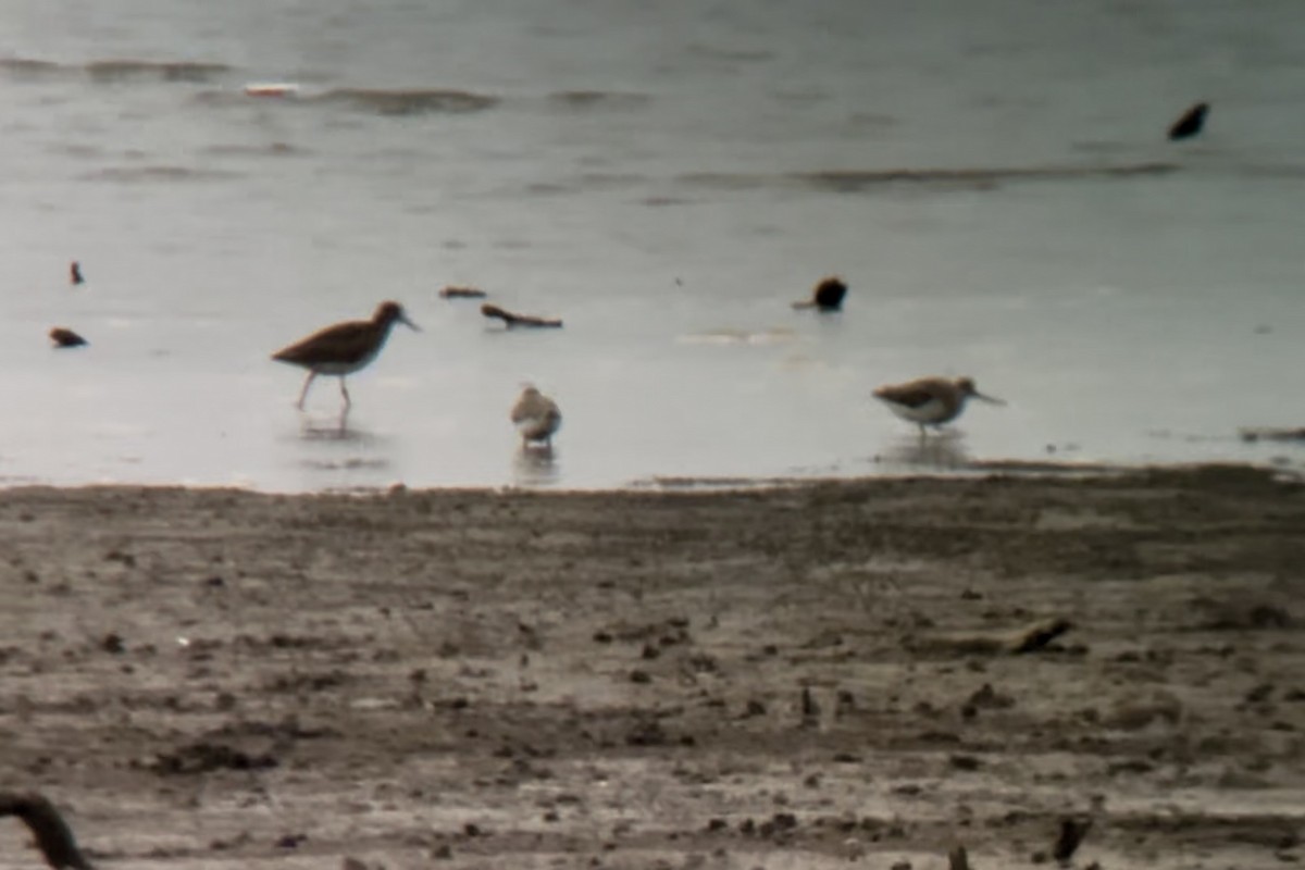 Мородунка - ML646892722