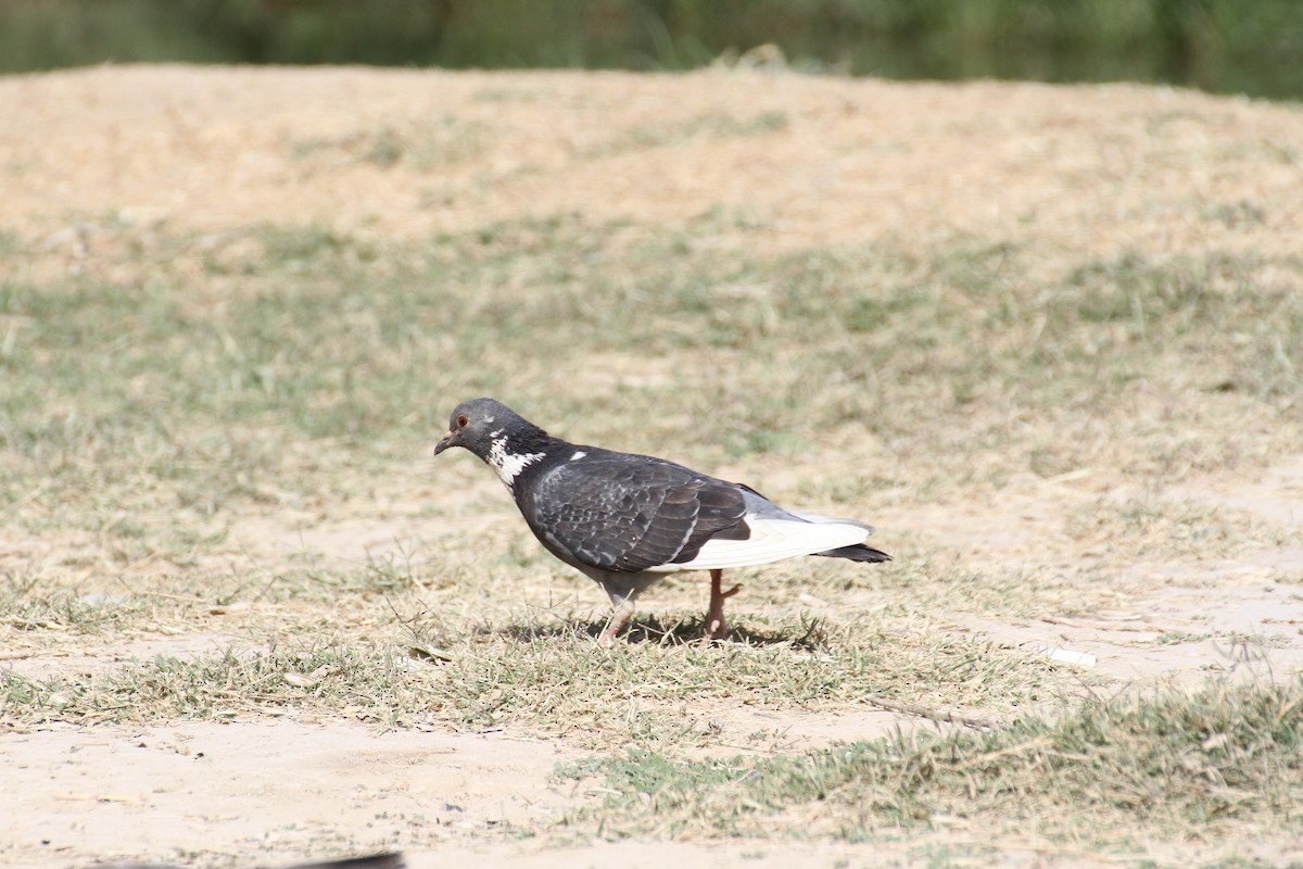 Сизый голубь (Одомашненного типа) - ML646892723