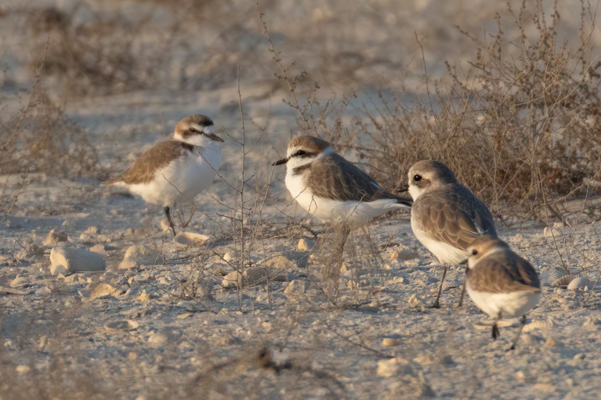Морской зуёк - ML646892724