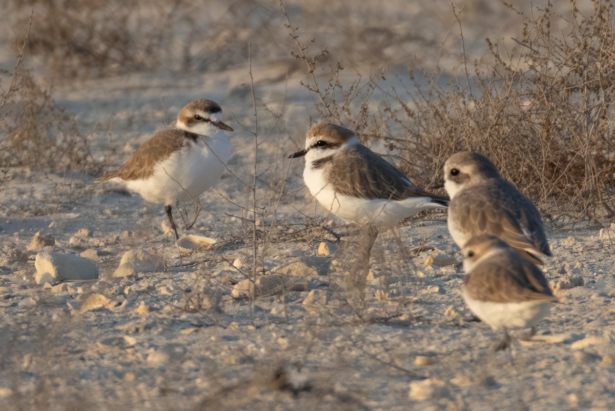 Морской зуёк - ML646892725