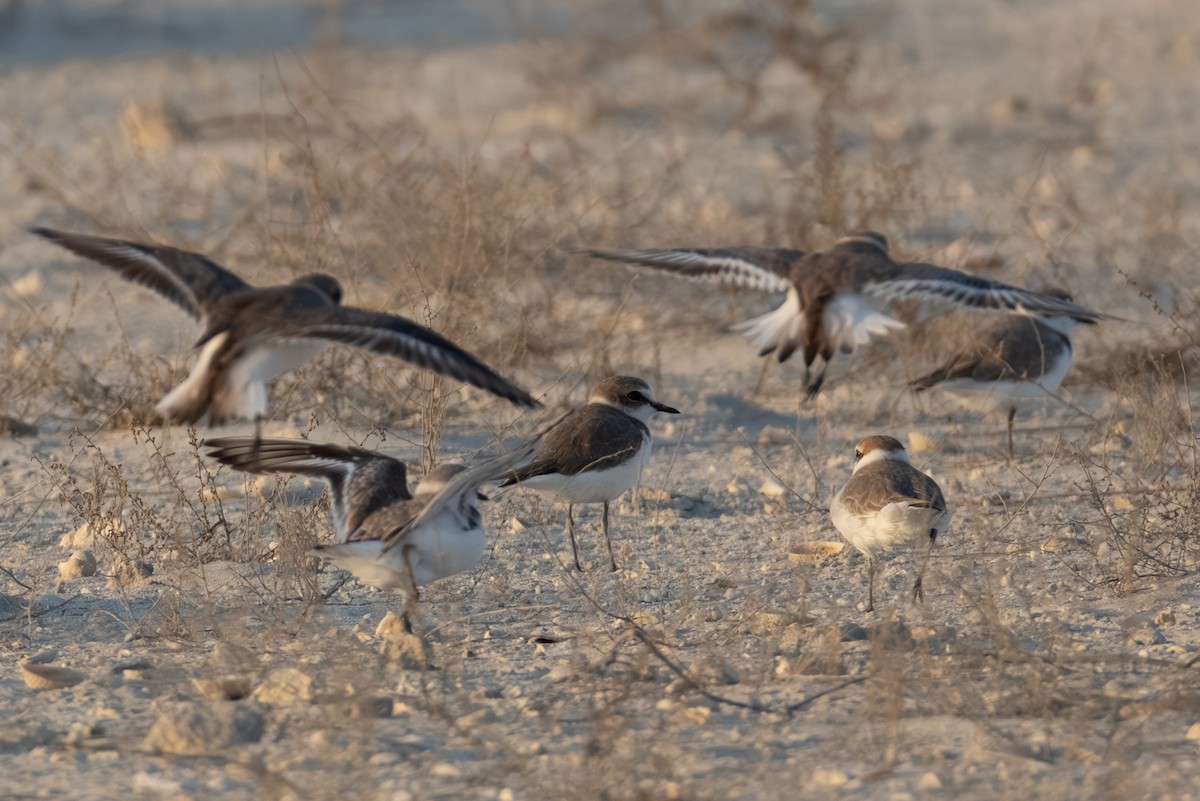 Морской зуёк - ML646892726