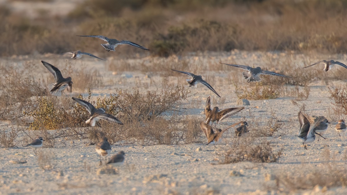 Морской зуёк - ML646892727