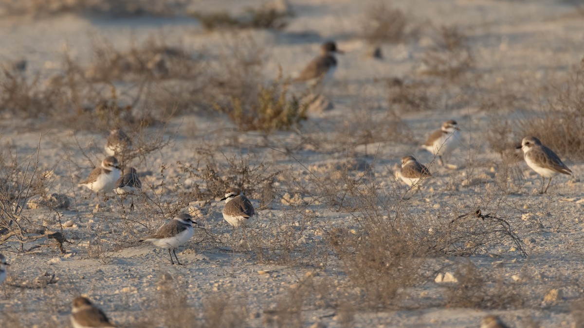 Морской зуёк - ML646892728