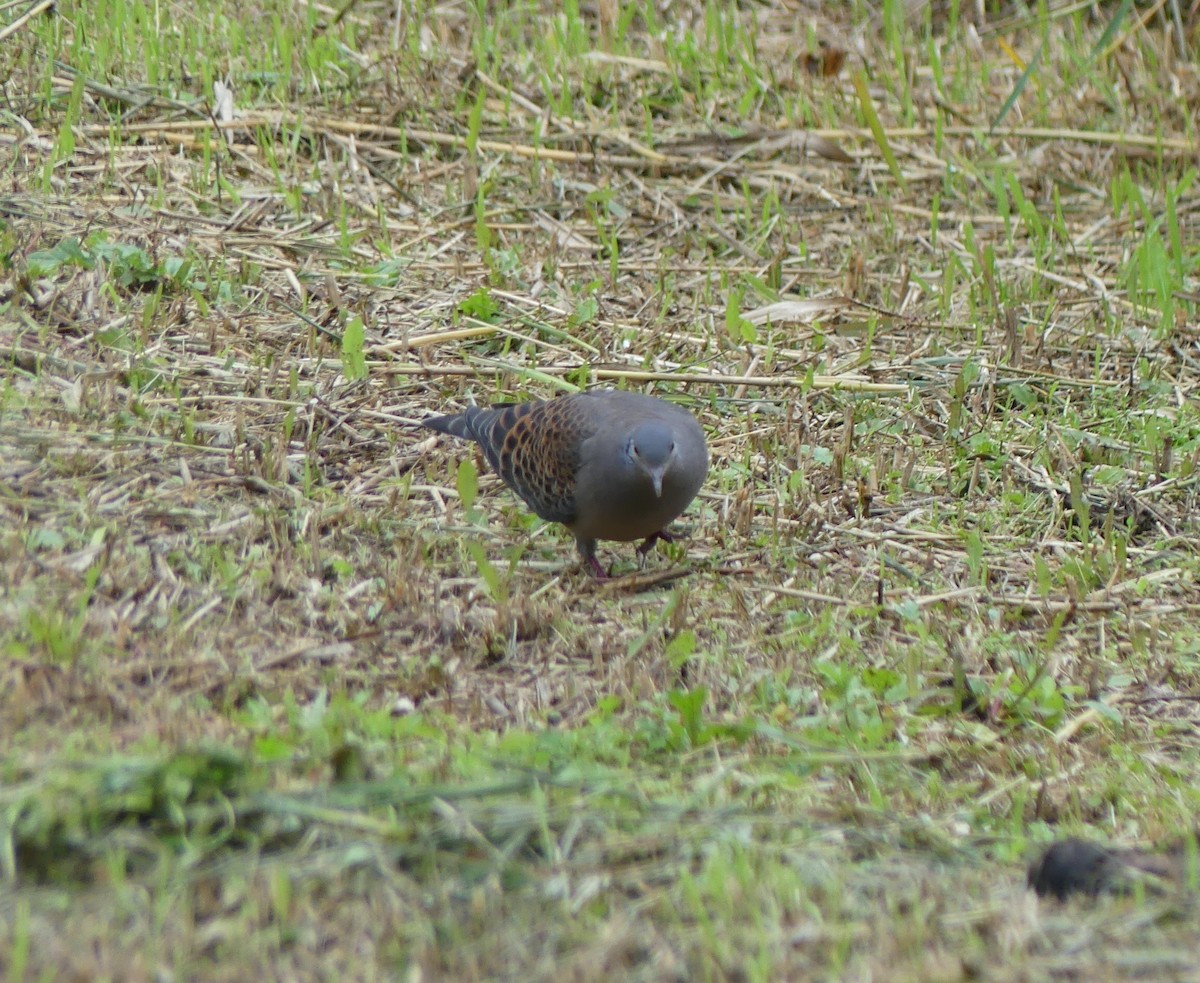 Большая горлица - ML646892729