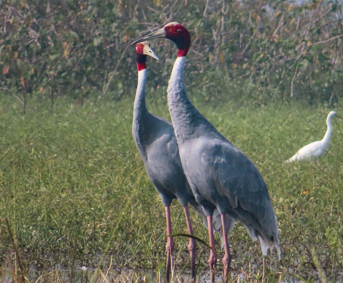 Индийский журавль - ML646892732