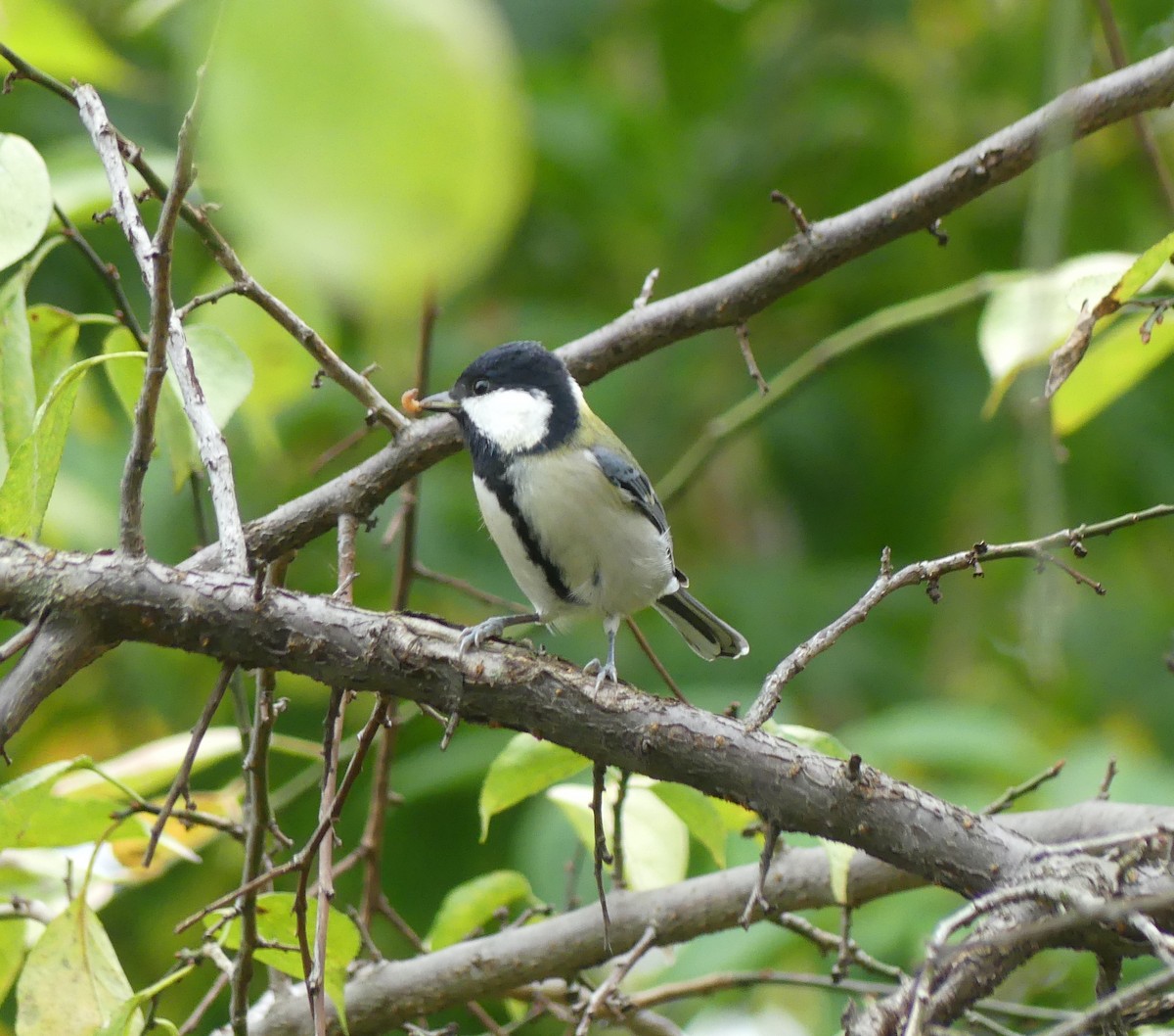Серая синица - ML646892733