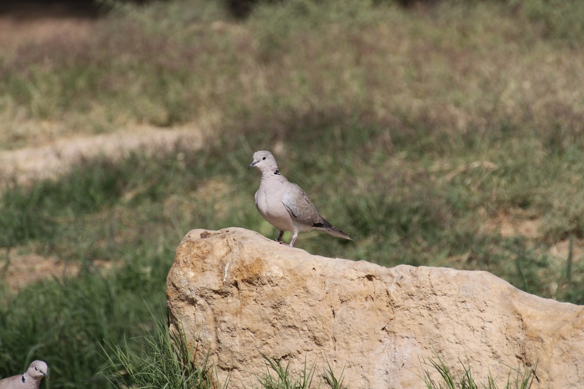 Eurasian Collared-Dove - ML646892734
