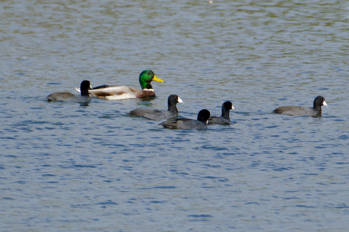 Американская лысуха - ML646892735