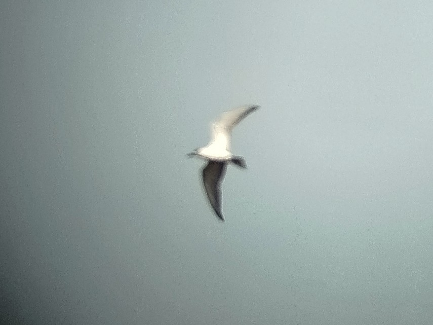Белощёкая крачка - ML646892736