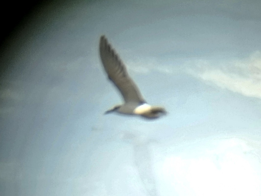 Белощёкая крачка - ML646892737