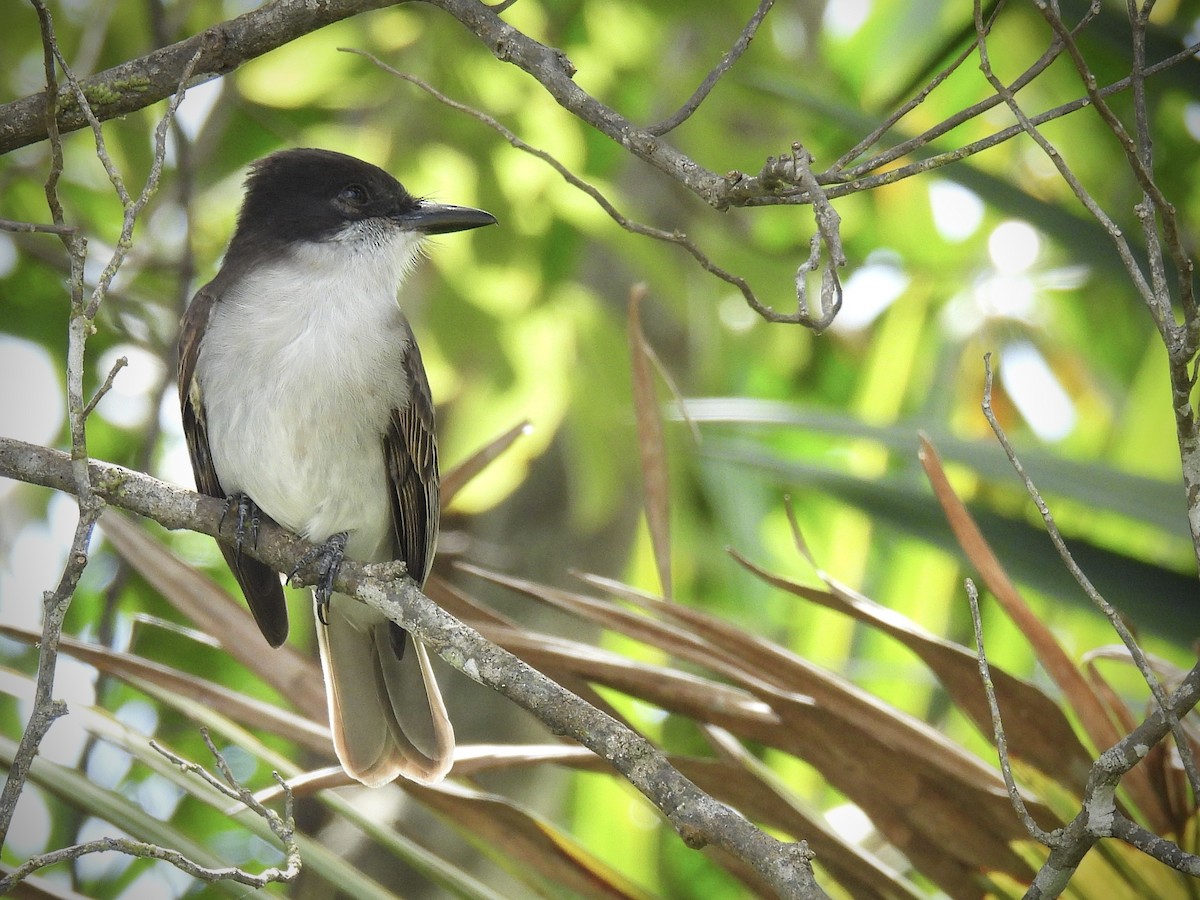 Антильский тиранн - ML646892738