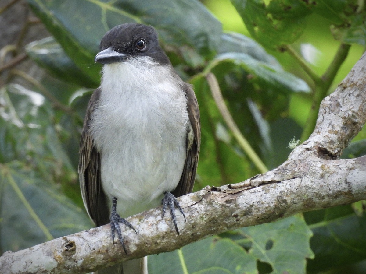 Антильский тиранн - ML646892739